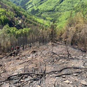 WaldbrandRein (11)